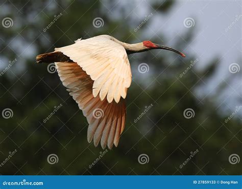 Crested Ibis stock image. Image of wading, bird, crested - 27859133