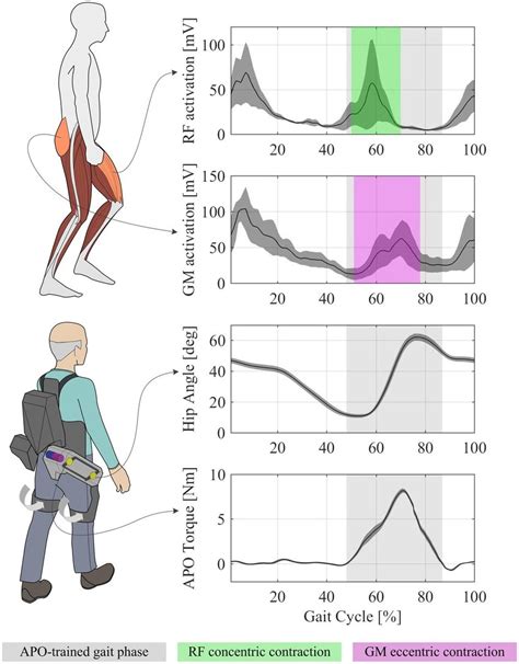 Torque Strategy Of The APO Based On Literature Data 59 Of Hip Muscular