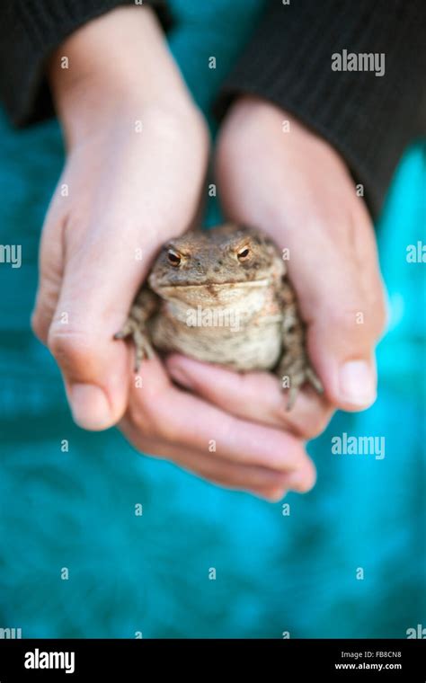 Hand Holding Frog Hi Res Stock Photography And Images Alamy