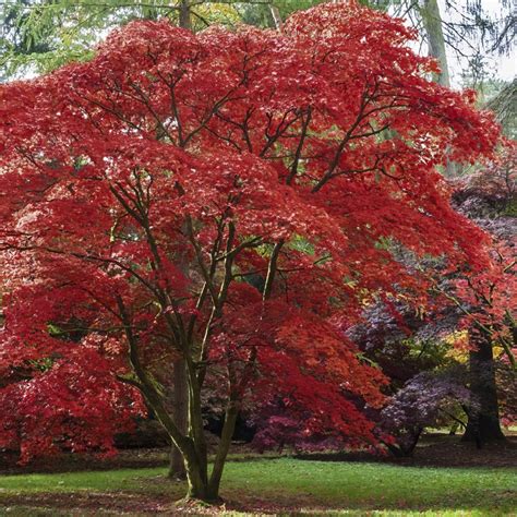 Emperor I® Japanese Maple | Plant Addicts