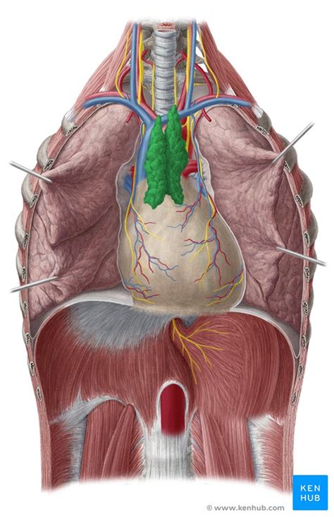Thymus Anatomy Histology And Function Kenhub