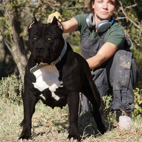 XL Pitbulls & XL Pitbull Breeders | Manmade Kennels