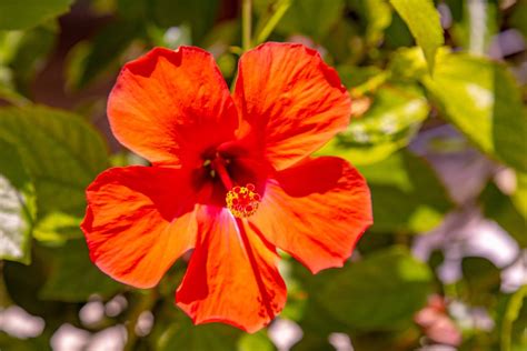 9 Common Hibiscus Pests And Diseases And How To Deal With Them