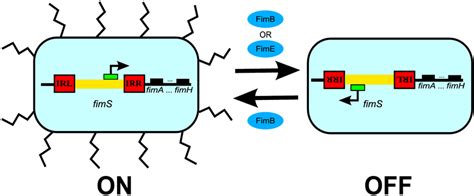 Phase Variation Of Type 1 Fimbriae Expression In E Coli Type 1 Download Scientific