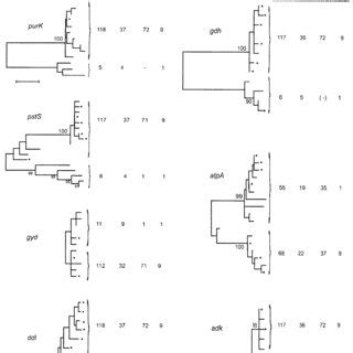 Dendrograms Showing The Genetic Relationships Among The Allele