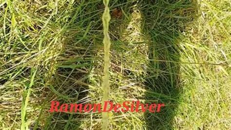 Master Ramon Jerks And Spits In Horny Black Shorts And Squirts On The