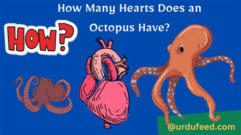 How Many Hearts Does An Octopus Have Surprising Us