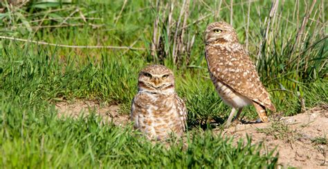 Discover The Columbia National Wildlife Refuge