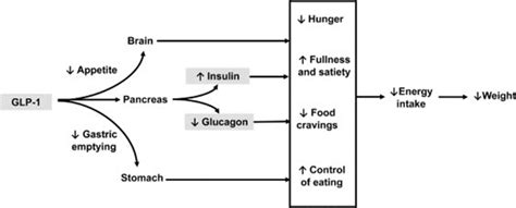 Semaglutide A Star Product In The Field Of Hypoglycemic And Weight