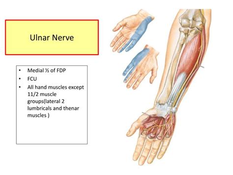 Ppt Muscles Of The Forearm Powerpoint Presentation Id2074384