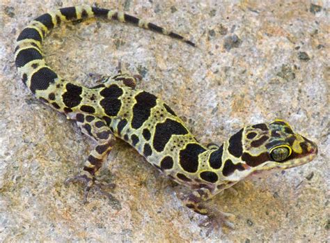 CSUN Professor Discovers New Species of Geckos Exploring Caves of ...