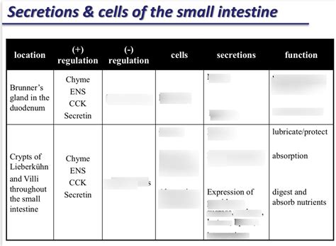 Small Intestine Cells And Brush Border Diagram Quizlet