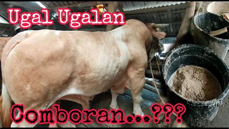 Ugal Ugalan Sekali Nyombor Ini Tips Sapi Monster Binaraga Viral