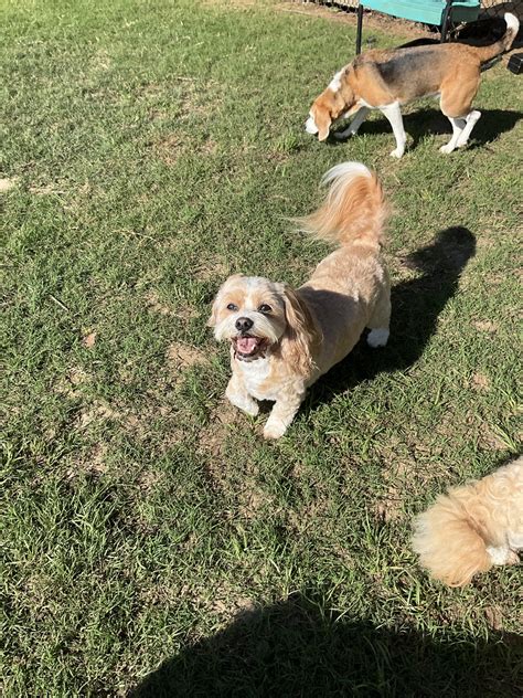 The Paw Spot Pet Resort | Tyler TX