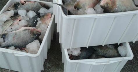 G Mais De Tonelada De Pescado Apreendida Durante Piracema Em