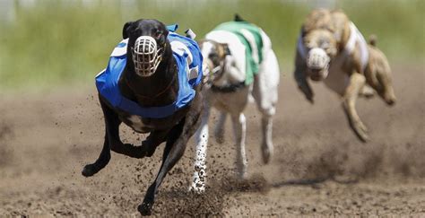 Razones Por Las Cuales Oponerse A Las Carreras De Galgos