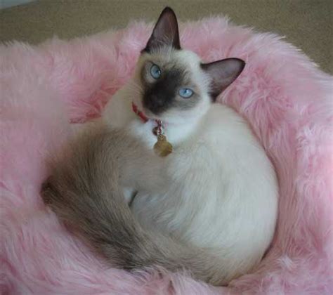 Balinese cat breed: Balinese cat breed