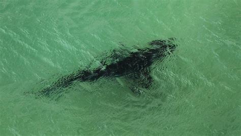 Shark Attacks 2011 - HubPages