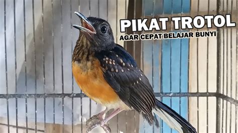 Suara Pancingan Murai Batu Trotol Agar Ngeplong Pikat Mb Bahan Supaya