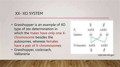 Basic Genetics Sex Determination Genetic Disorders Chromosomal