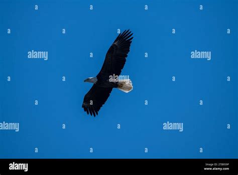 Bald Eagles Conowingo Dam Maryland USA Stock Photo - Alamy