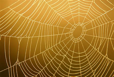 How To Photograph Spider Webs Photography Mad