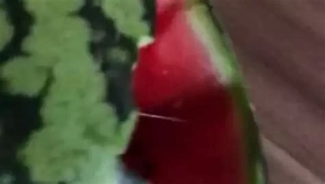 Free Melon Fuck Gay Porn Videos Xhamster