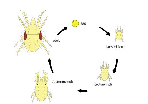 Bird Mites Life Cycle