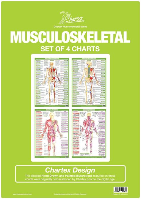 Muscle Anatomy Posters - Set of 4