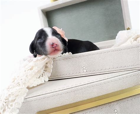 Puppies Hot Diggity Doxies