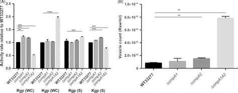 Gingipain activity and outer membrane vesicle production analysis of ... 