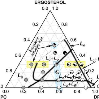 Structure of the sterols ergosterol and cholesterol. | Download ...