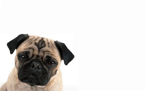 Free Desktop Pug Wallpapers Pixelstalk Net