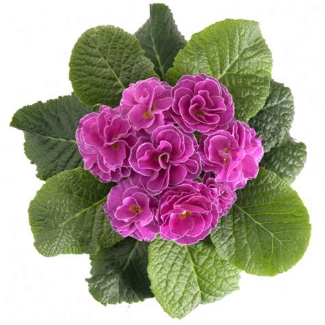 Примула махровая Гетор Петтикот Флибер