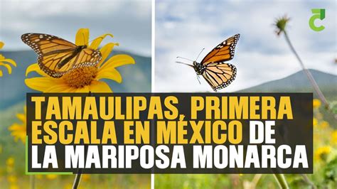 En Su Viaje Desde Canad Y Estados Unidos La Mariposa Monarca Visita