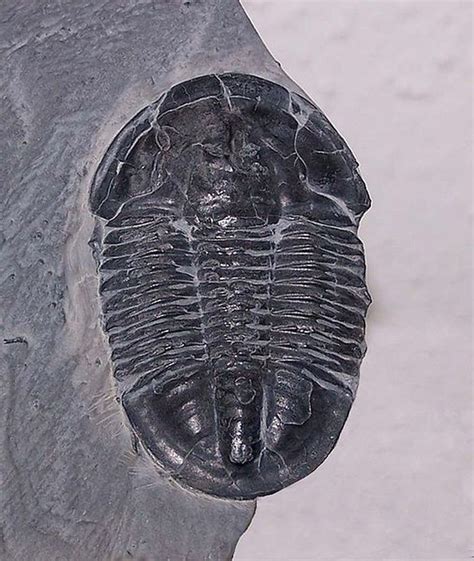 Learn More About The Periods Of The Paleozoic Era Geologic Time Scale