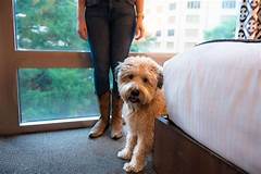 Hotels In San Antonio Tx That Allow Dogs Luxury Accommodation For Families