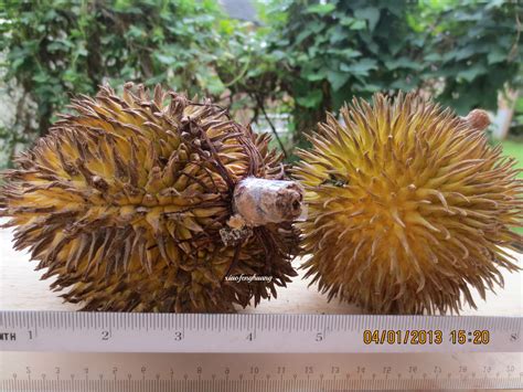 Wild Durians From Sarawak Rainforest Malaysia Vegetarian Food