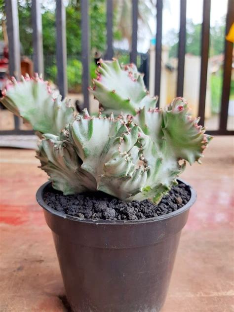 Euphorbia Lactea Besar Tanaman Hias Kaktus Mini Dan Sukulen Lazada