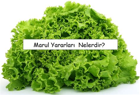 Marul Yararları nelerdir Gelecekten Net