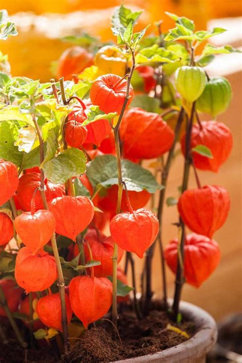 How To Grow And Care For Chinese Lantern Gardeners Path