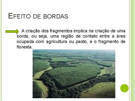 Efeito De Borda - FRAGMENTAO E DESTRUIO DE HABITATS FRAGMENTAO O QUE