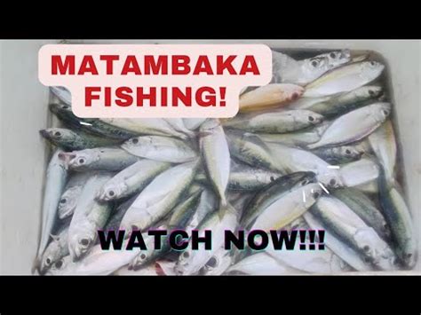 matambakaadlo night fishing youtube