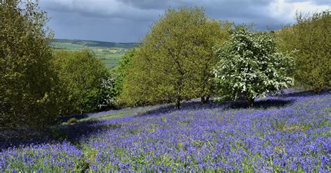 places   wildflower meadows blooming   uk  spring