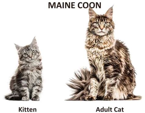 How To Identify A Maine Coon Kitten Key Traits