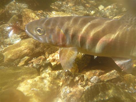 Colorado Cutthroat Slam – Wandering through Prairie Wonders