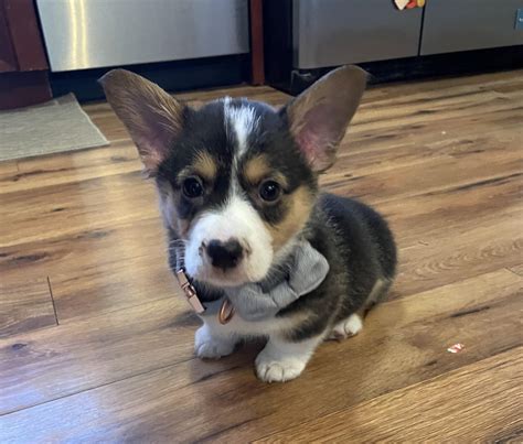 Duke wishes everyone a pleasant Sunday… : r/corgi