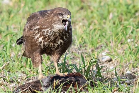 Common Buzzard Feeding Oct 2019 Disgorging A Pellet Geoff Snowball