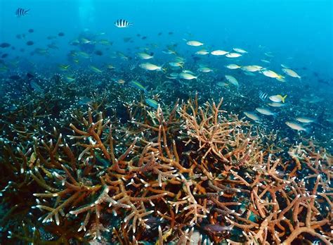 Corpo Do Mar Porosos Com Formas E Cores Variadas - Corpos do mar porosos com formas e cores variadas - mamrio