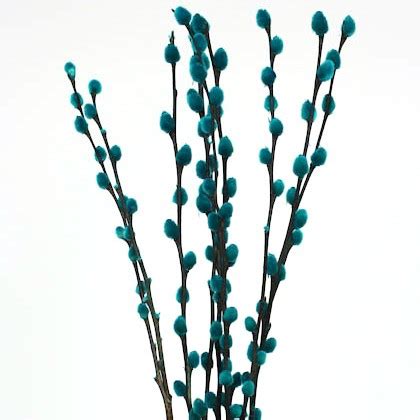 Pussy Willow Light Blue Salix Dried Painted And Decorative Sunflora